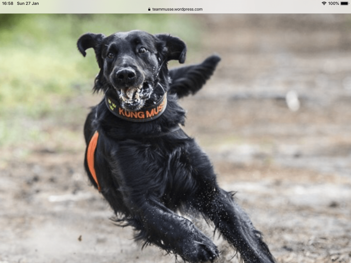 Calcifers Sire 3 IMG_0623