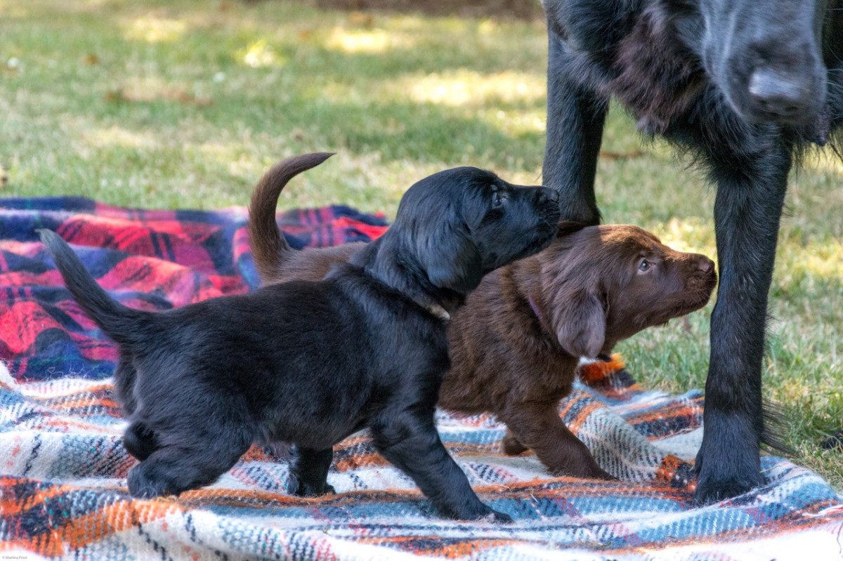 elvis & prince 2.jpg