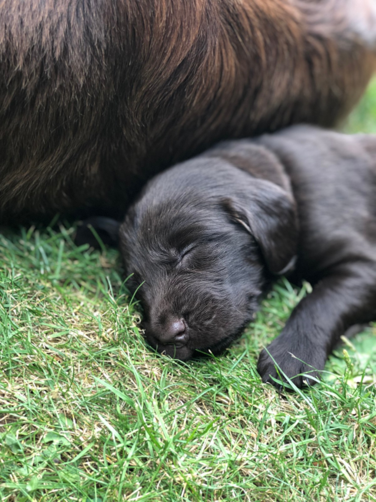 IMG_3239 (002)-Ringo&Luna.jpg