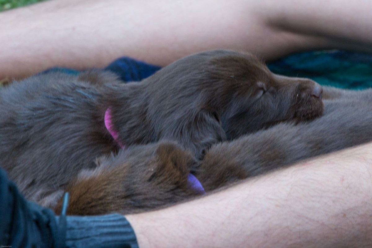 Prince & Pink IMG_5097 (002).JPG