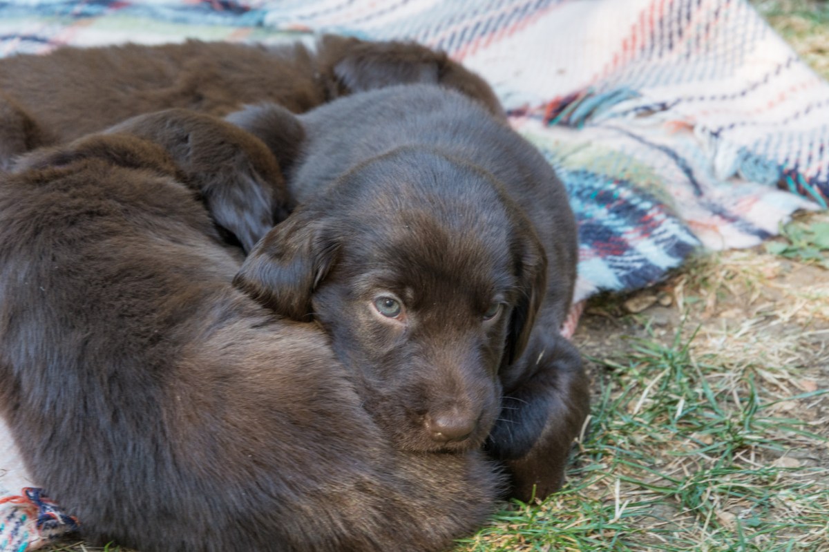 Puppies IMG_5105 (002).JPG
