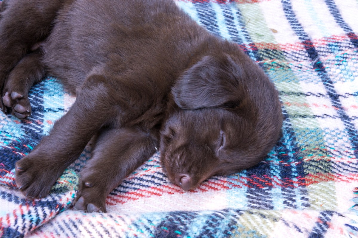 Puppy IMG_5101 (002).JPG