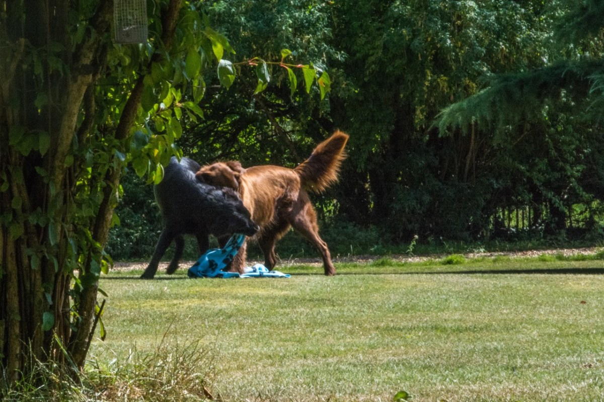 big dogs play - 1.jpg