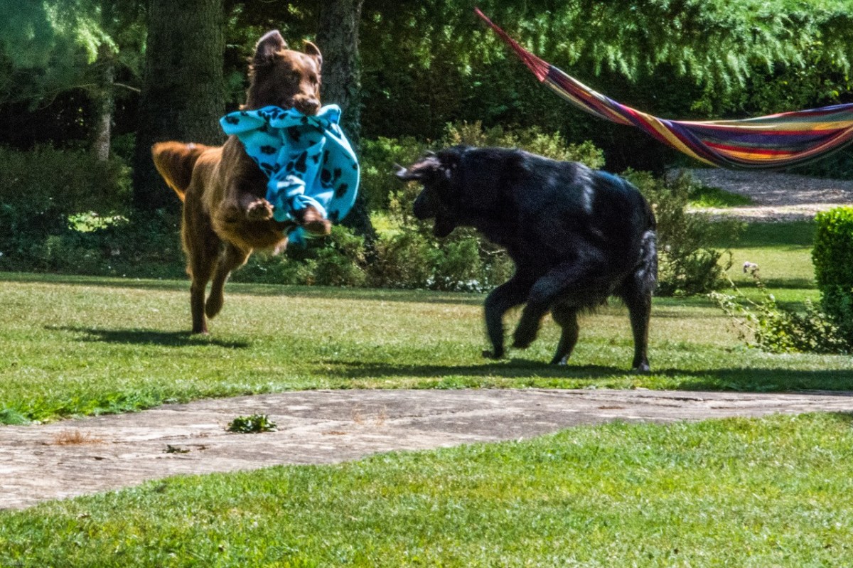 big dogs play - 2.jpg