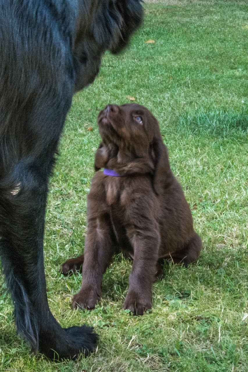 prince 6 weeks - 1.jpg